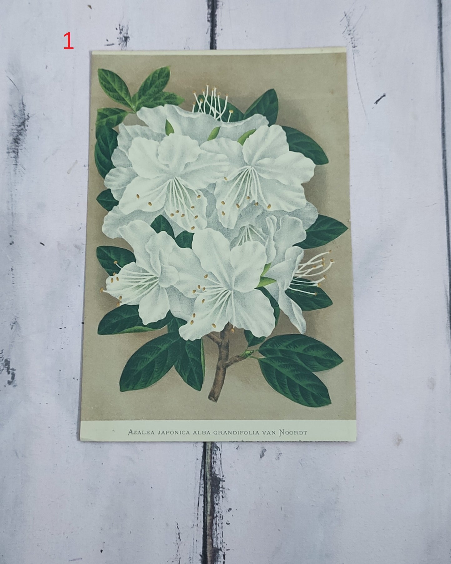 Stampa botanica fiori primi 900