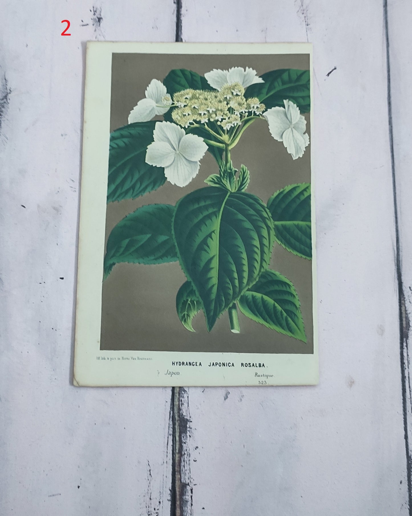 Stampa botanica fiori primi 900