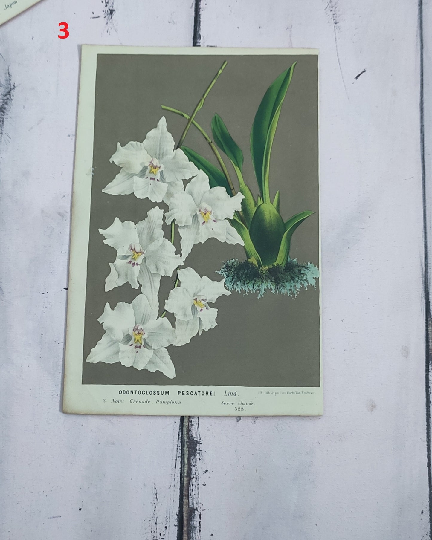 Stampa botanica fiori primi 900