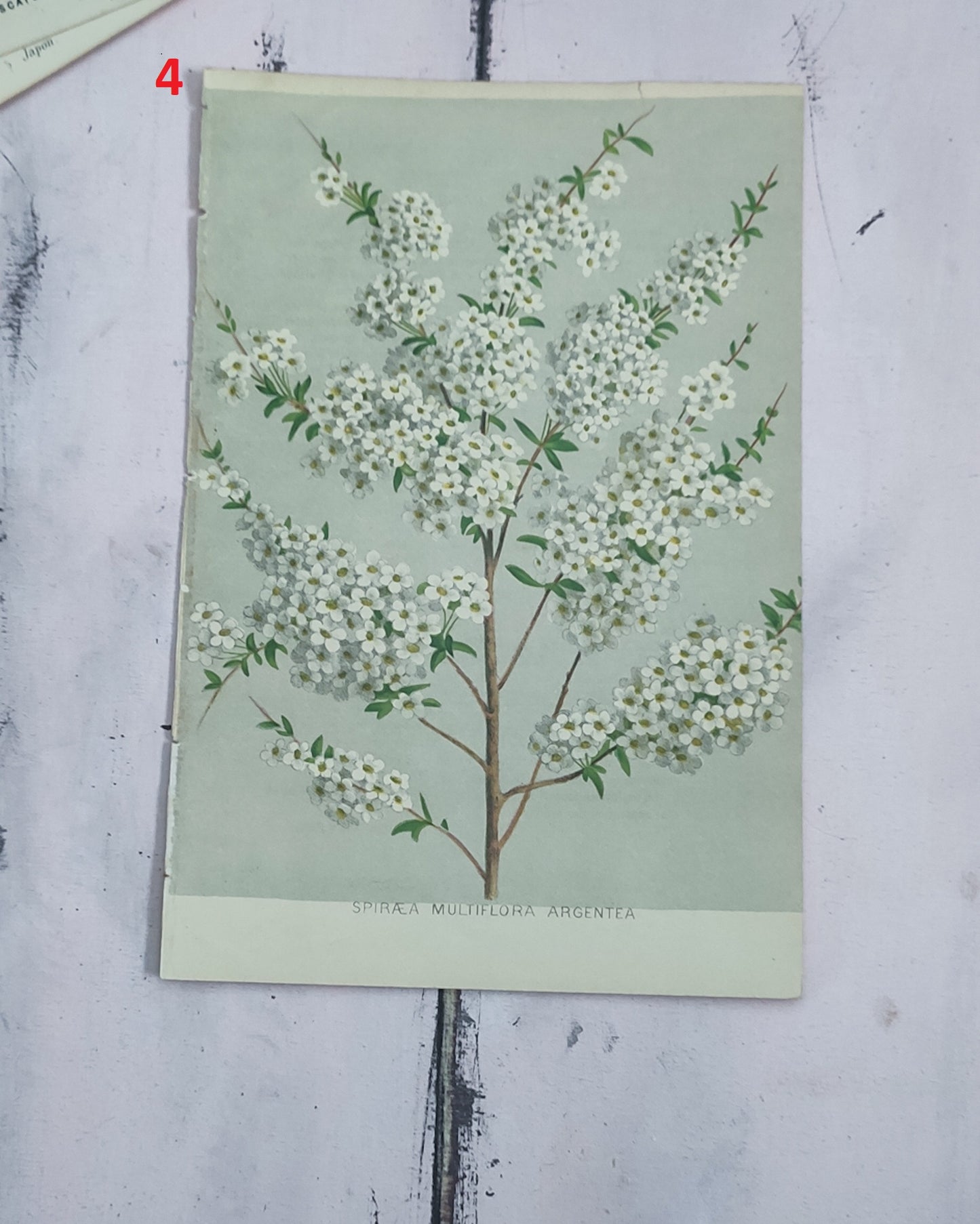 Stampa botanica fiori primi 900