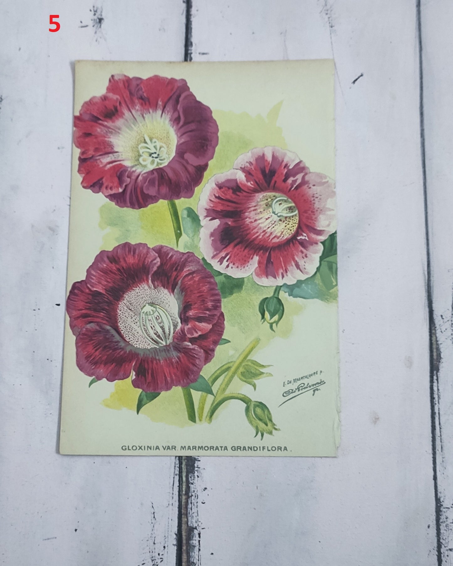 Stampa botanica fiori primi 900