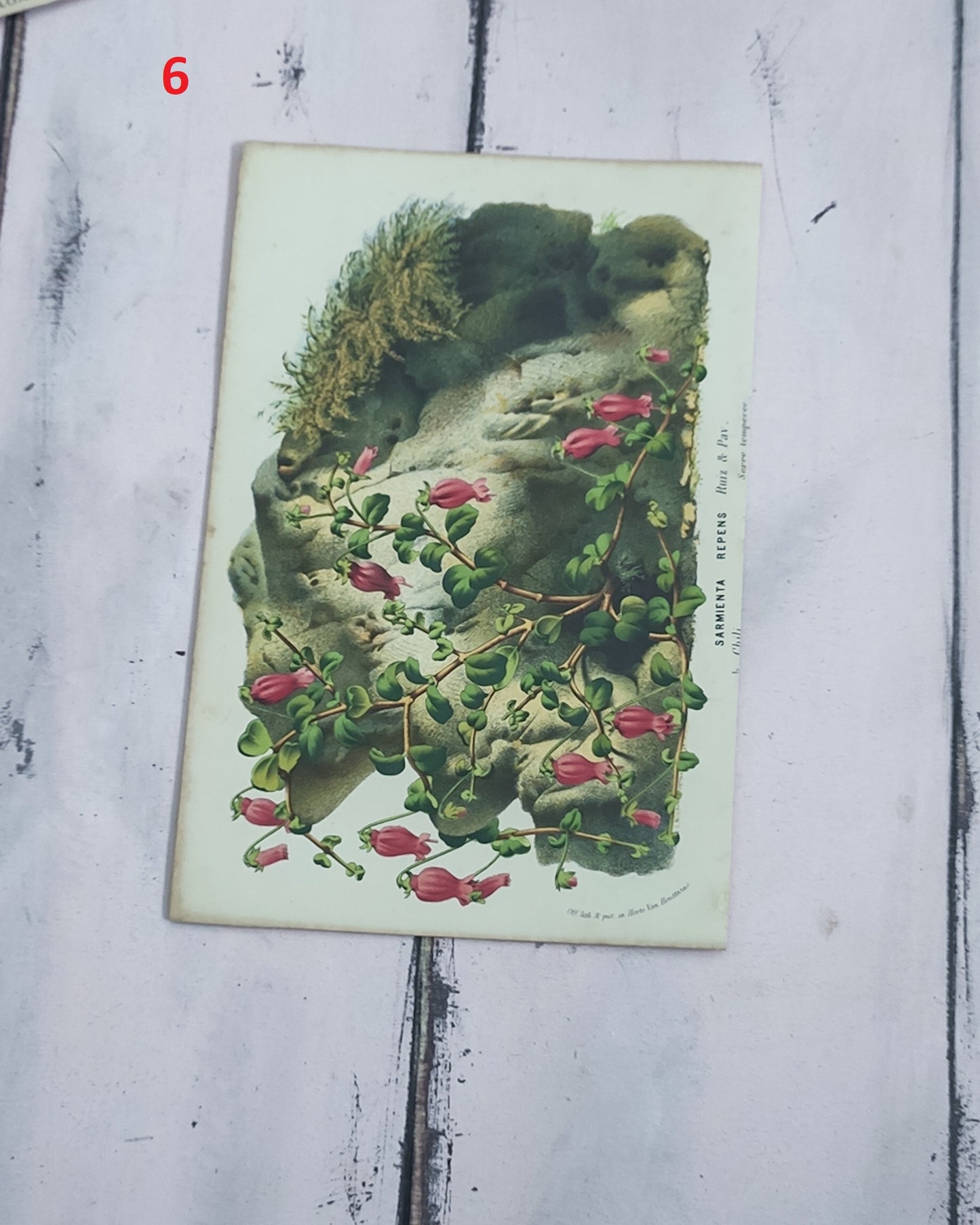 Stampa botanica fiori primi 900