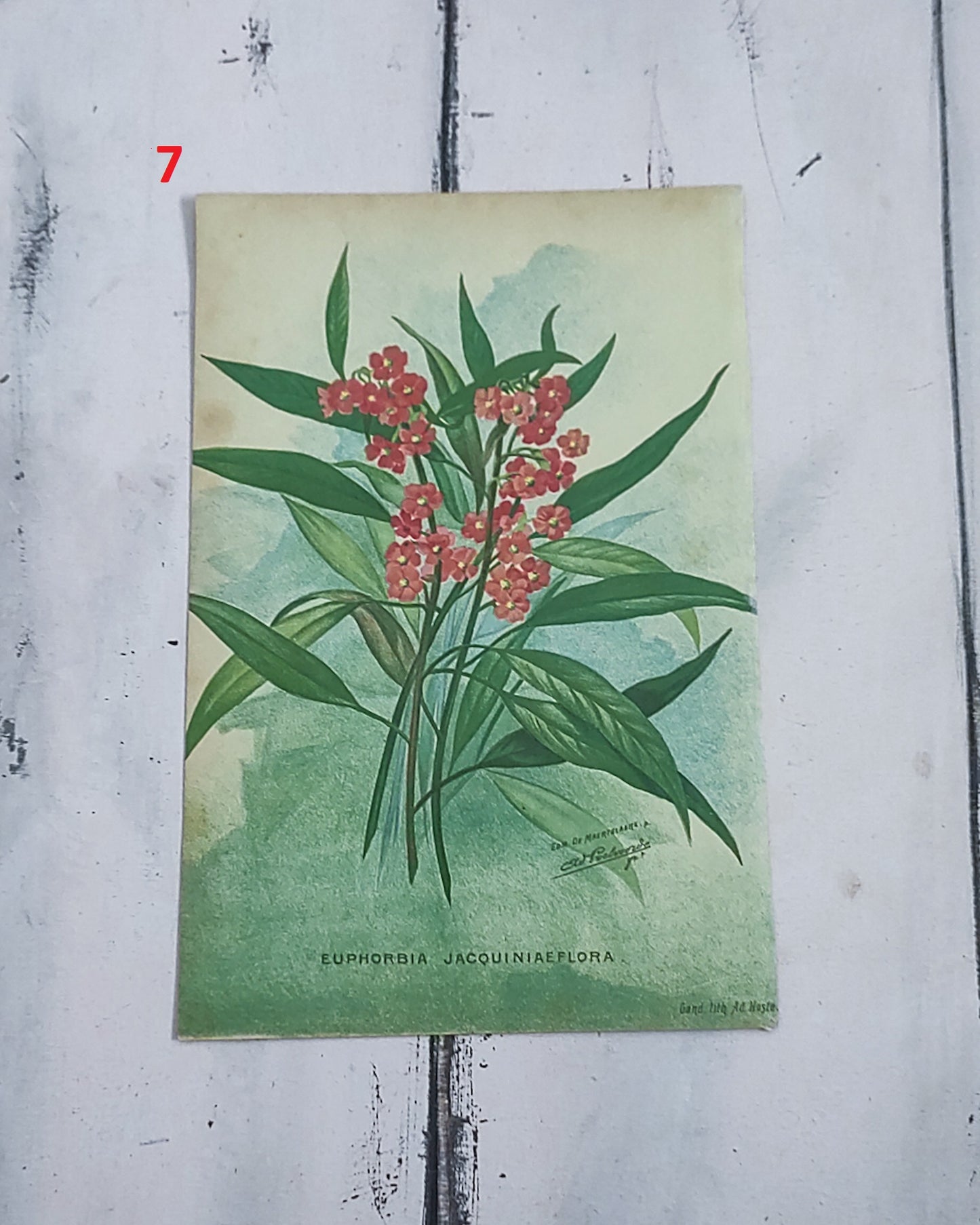 Stampa botanica fiori primi 900