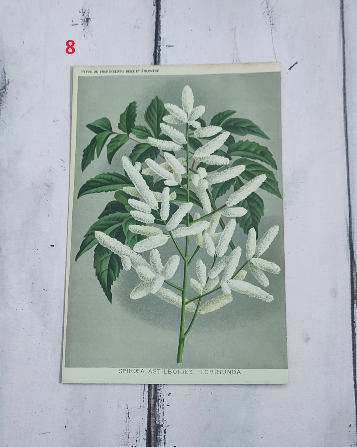 Stampa botanica fiori primi 900