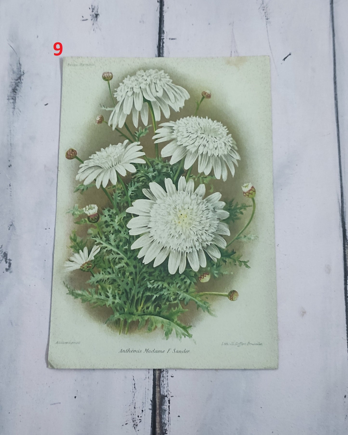 Stampa botanica fiori primi 900