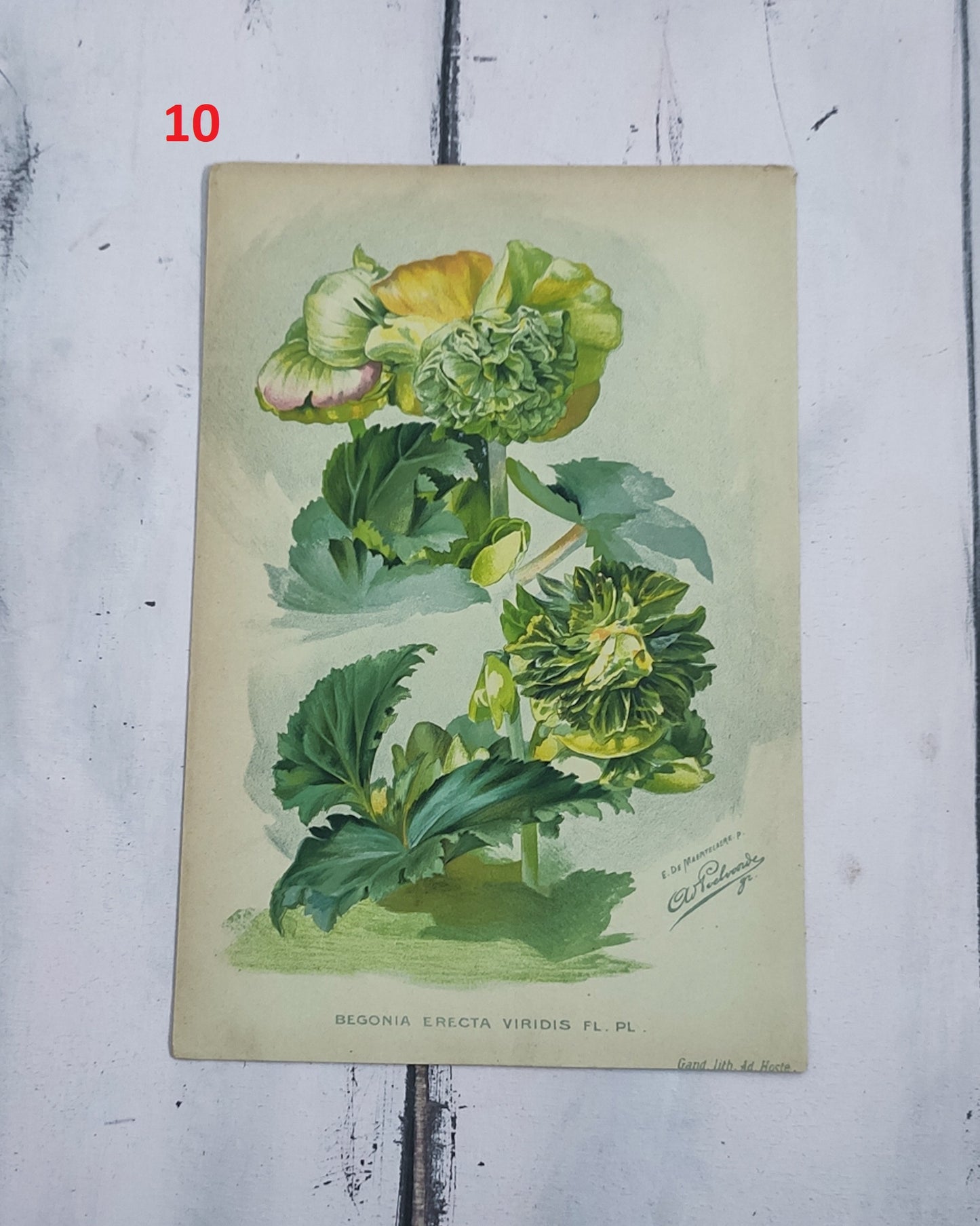 Stampa botanica fiori primi 900