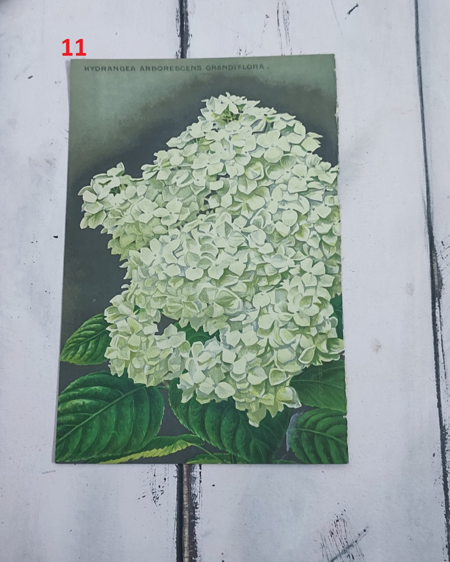 Stampa botanica fiori primi 900