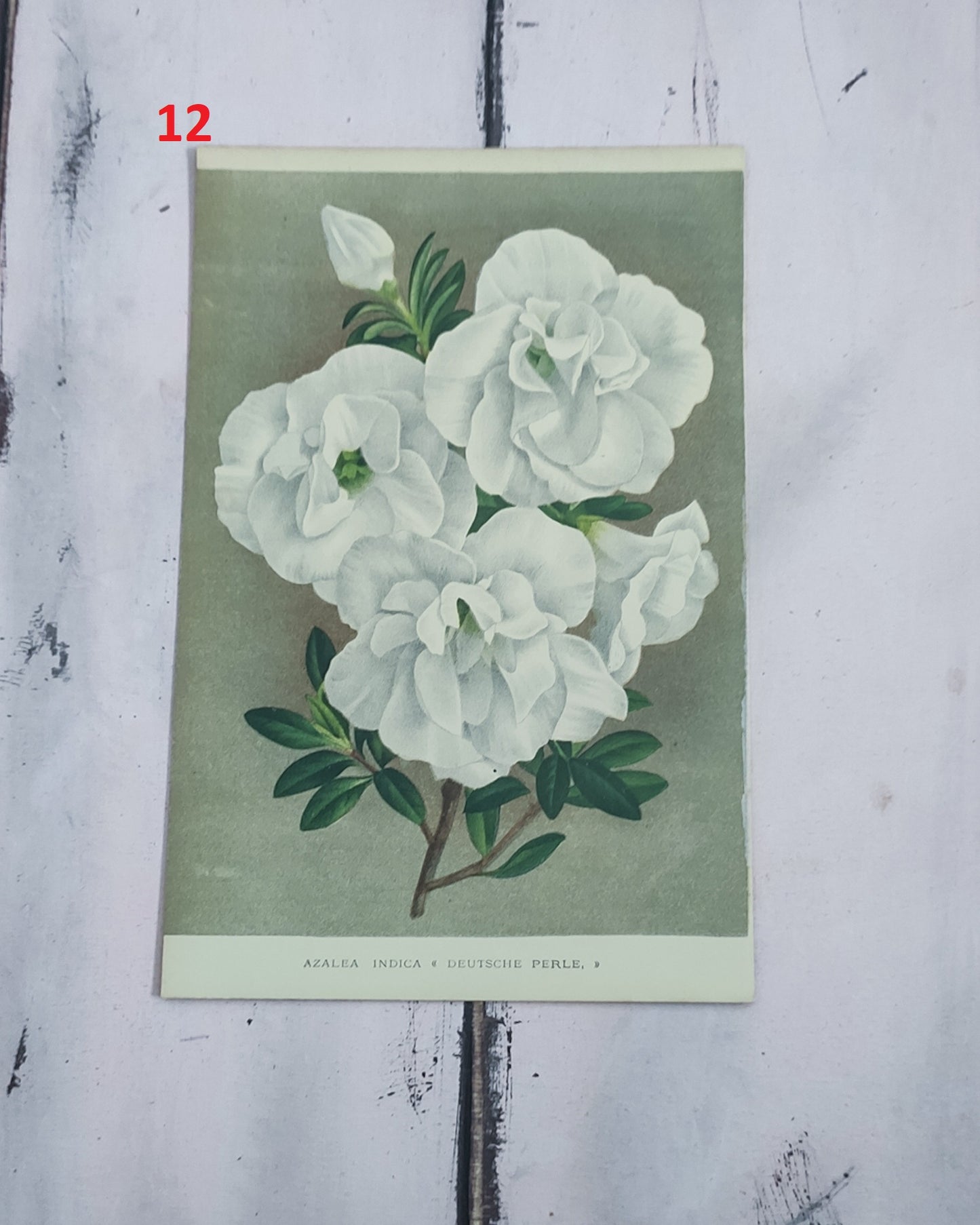 Stampa botanica fiori primi 900