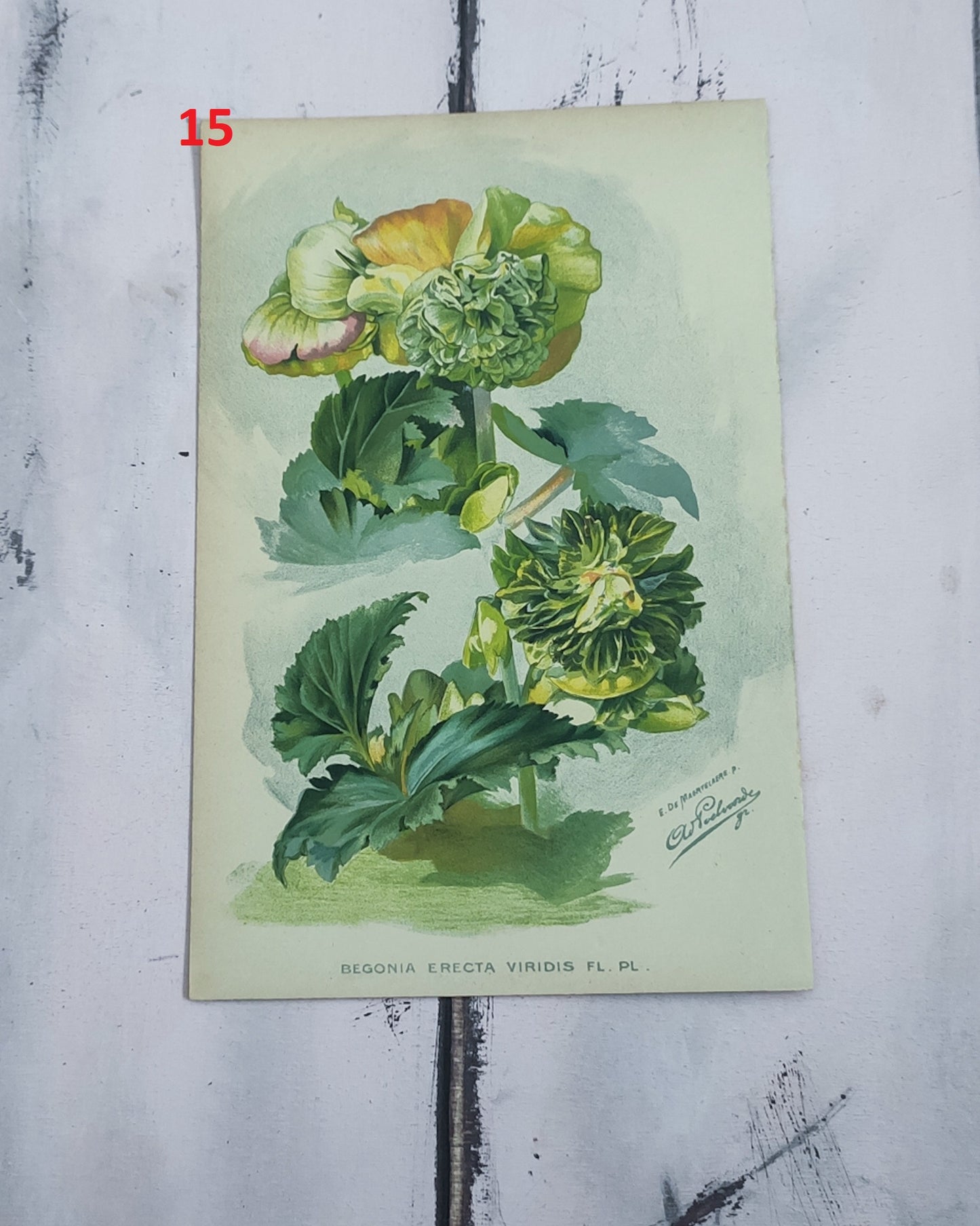 Stampa botanica fiori primi 900