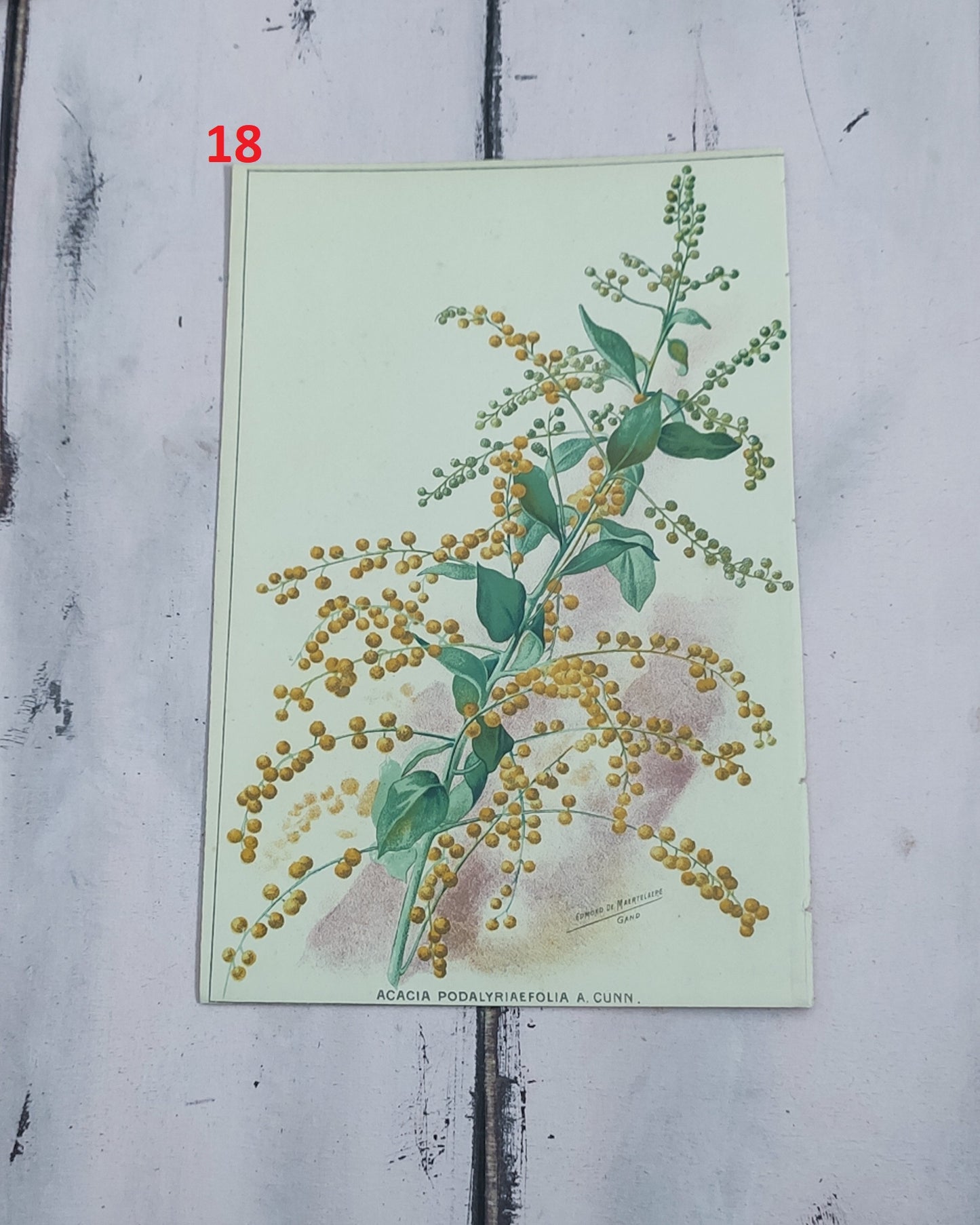 Stampa botanica fiori primi 900
