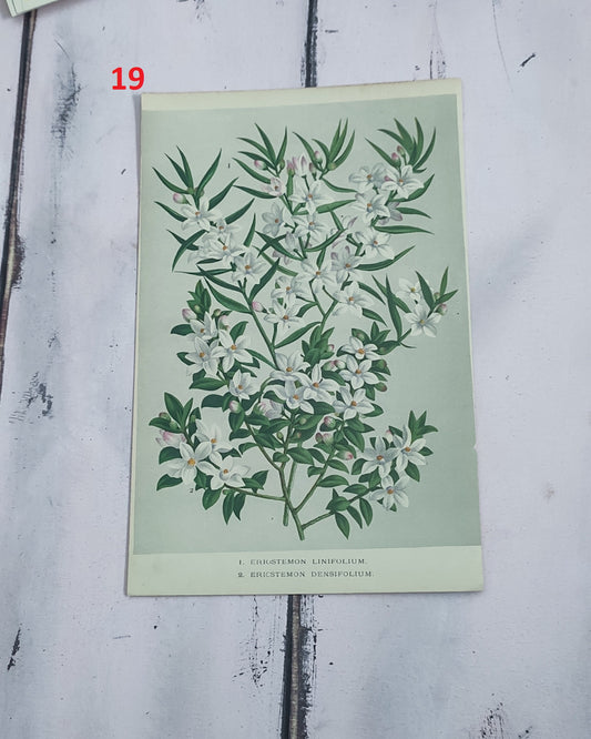 Stampa botanica fiori primi 900