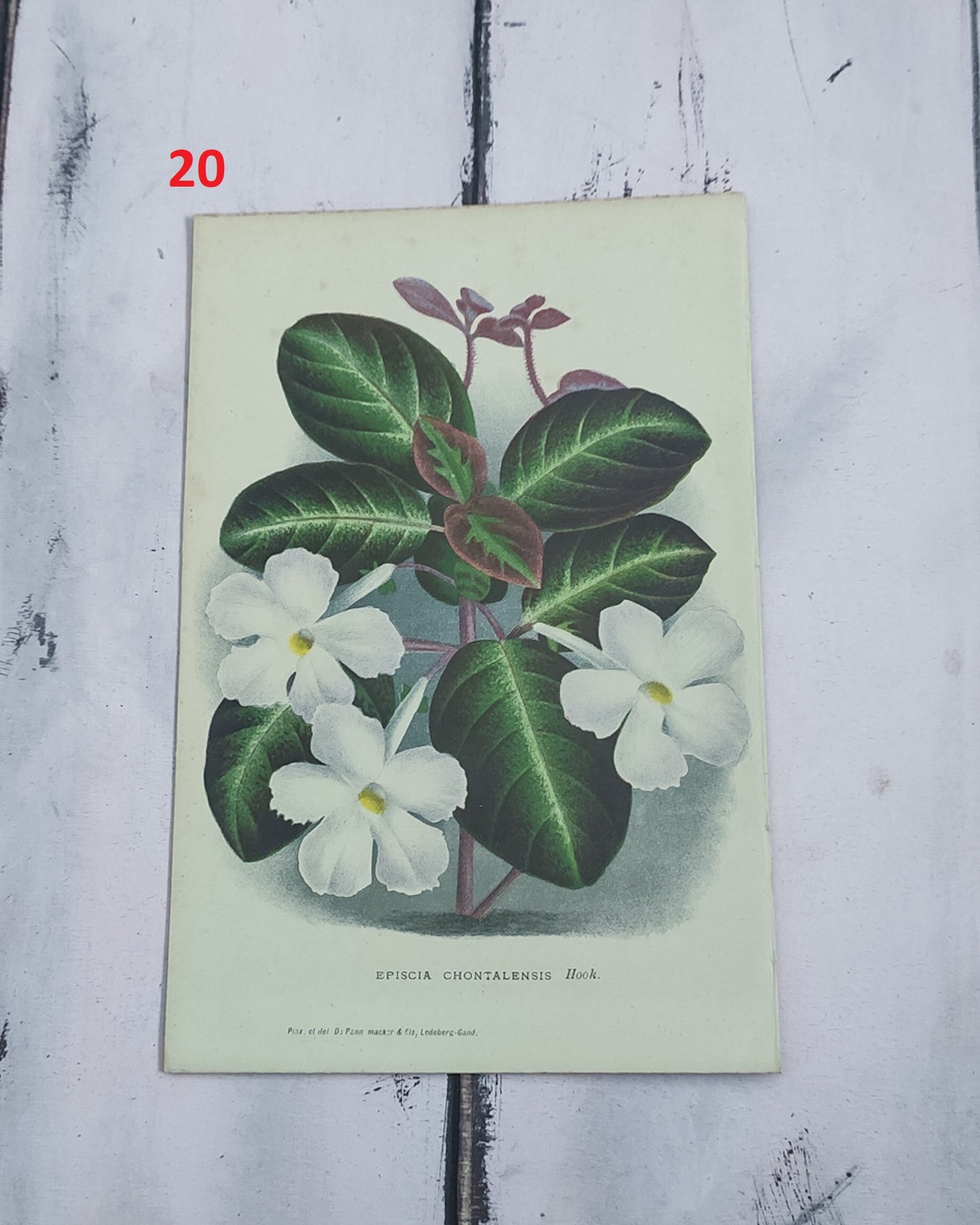 Stampa botanica fiori primi 900
