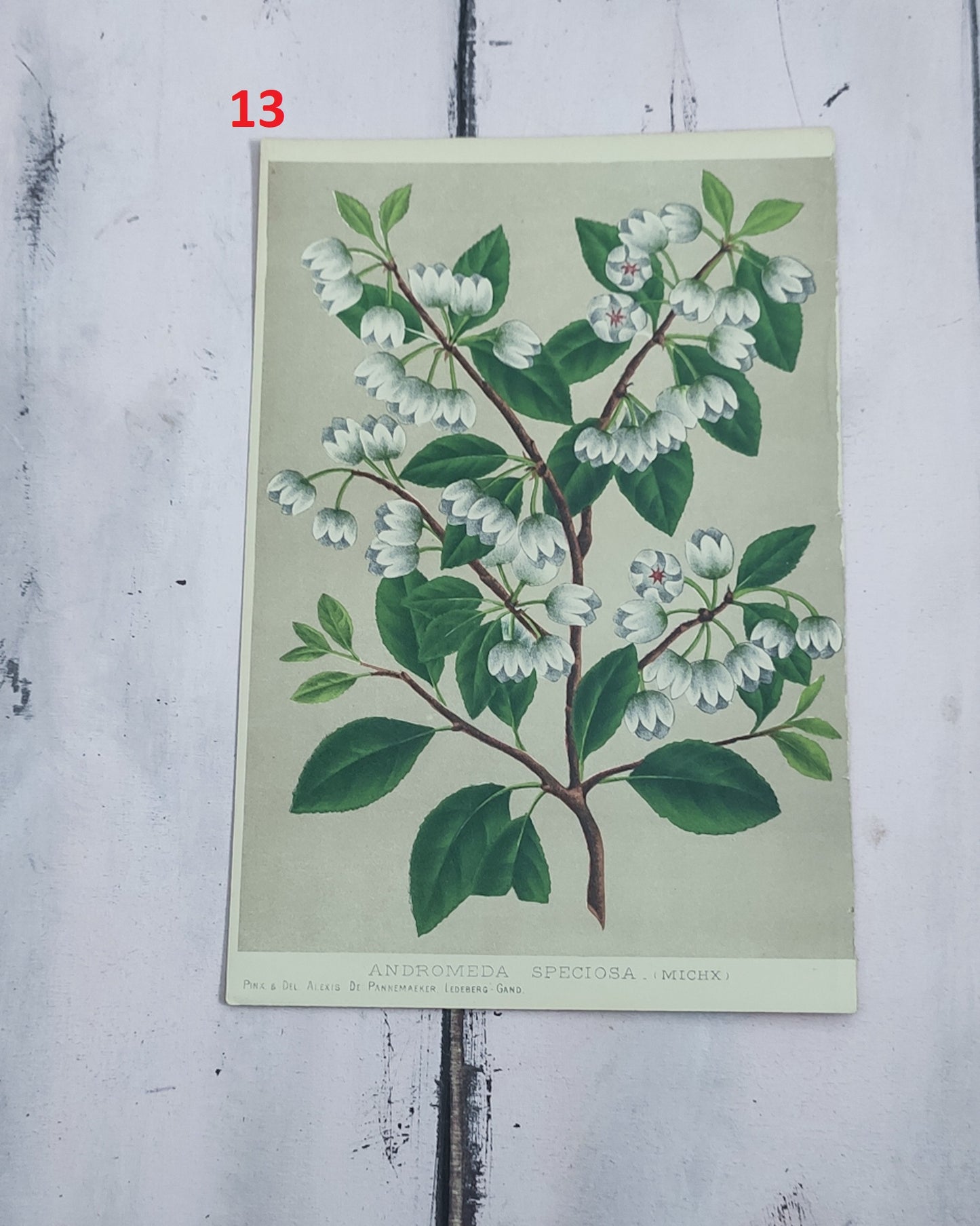 Stampa botanica fiori primi 900