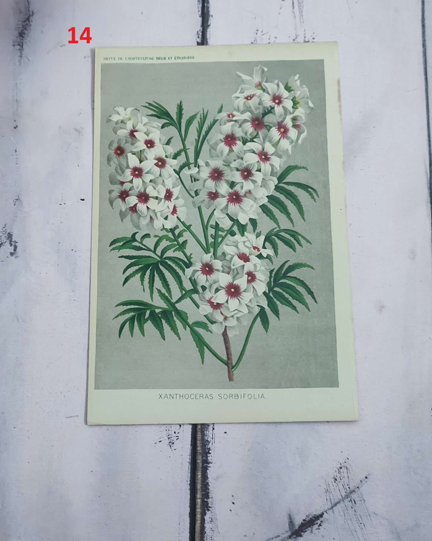 Stampa botanica fiori primi 900
