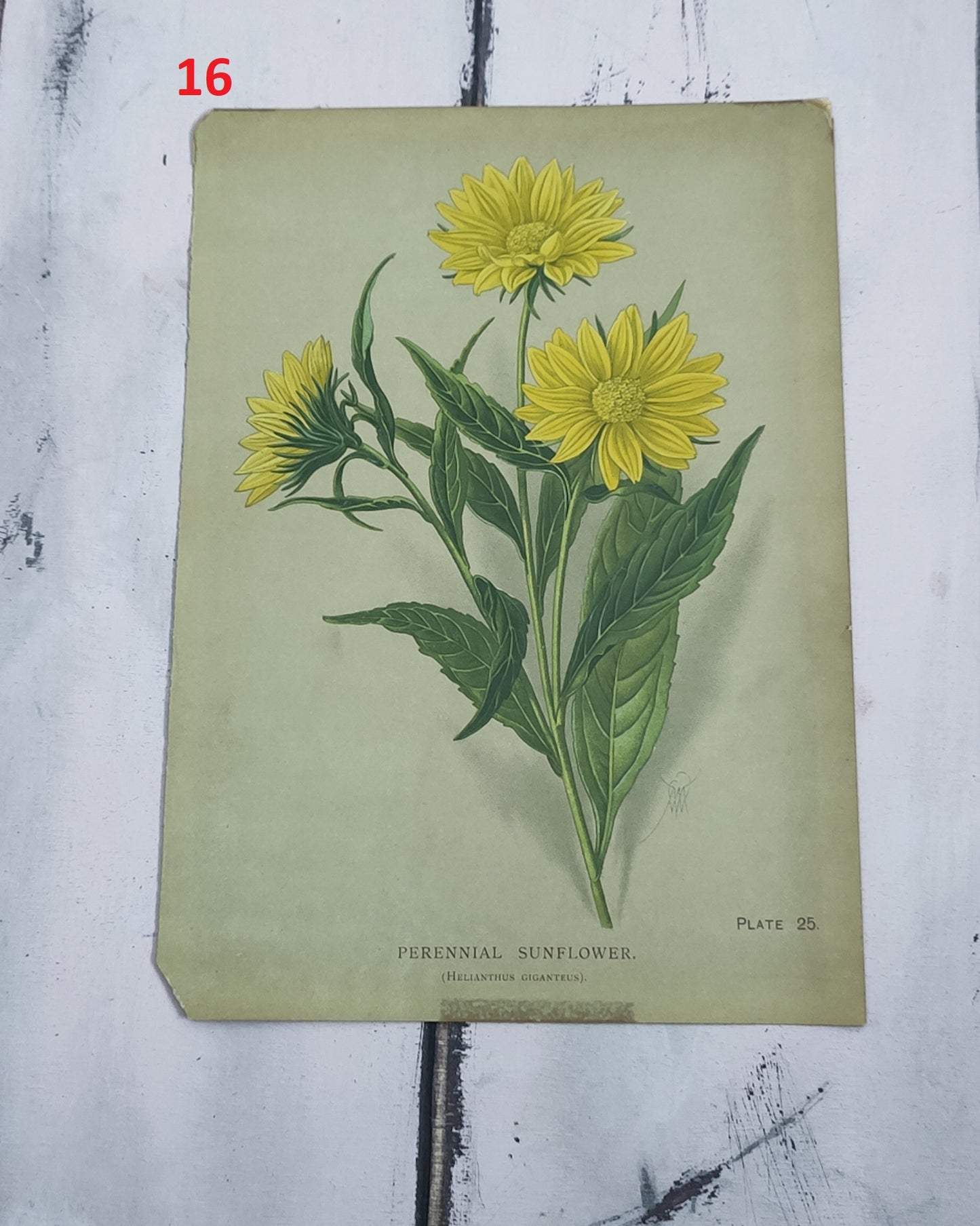 Stampa botanica fiori primi 900