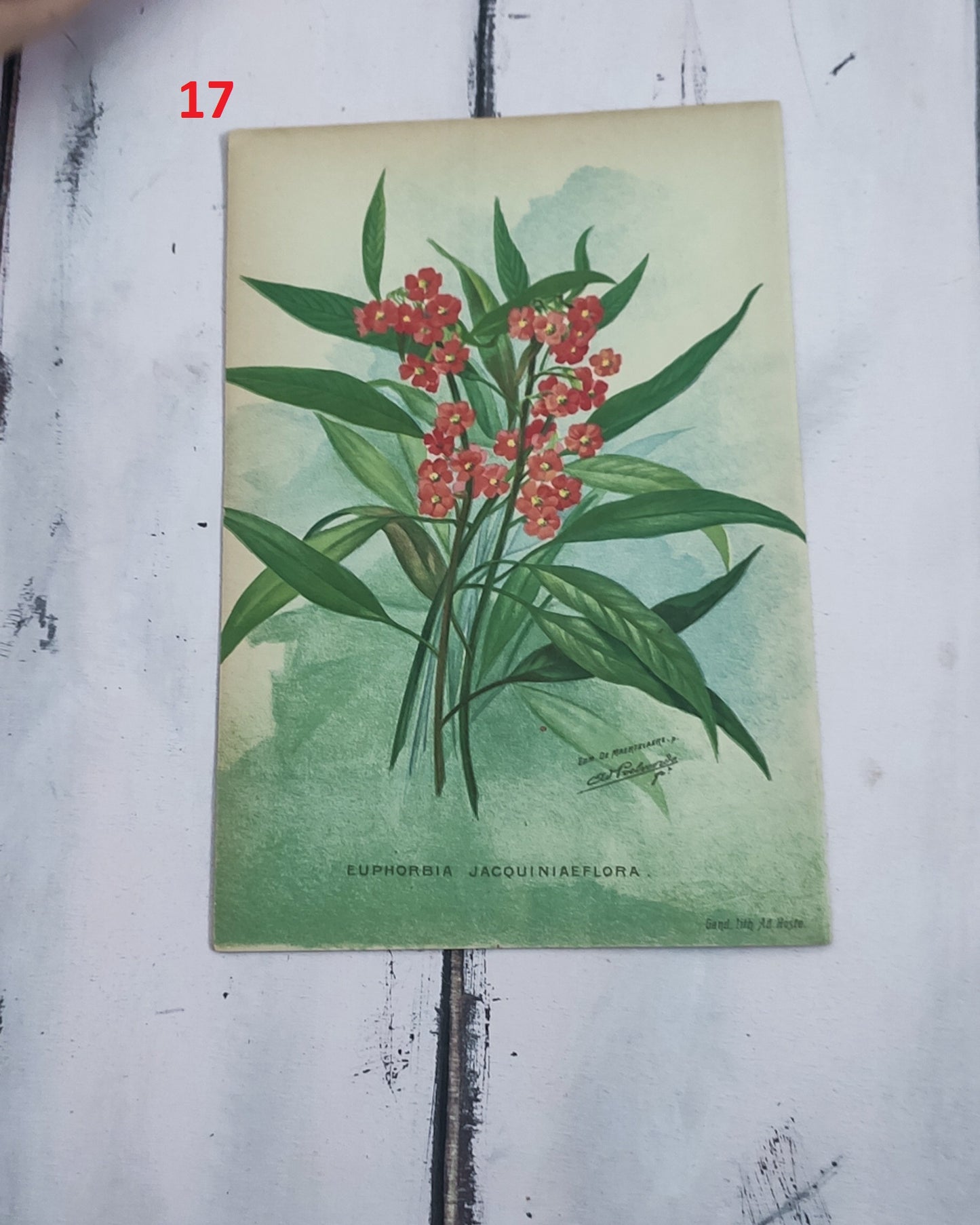 Stampa botanica fiori primi 900